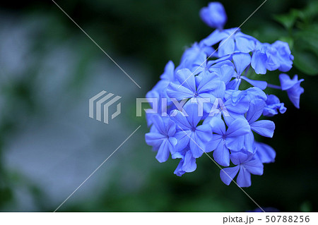 プルンバゴ ルリマツリ 蔓植物 夏の花 常緑樹 青い花 の写真素材