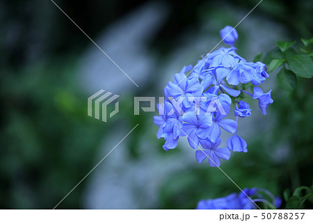 プルンバゴ ルリマツリ 蔓植物 夏の花 常緑樹 青い花 の写真素材