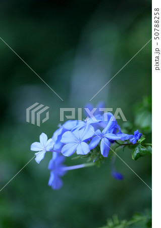 プルンバゴ ルリマツリ 蔓植物 夏の花 常緑樹 青い花 の写真素材