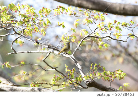 センダイムシクイ 50788453