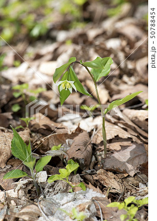 チゴユリ 50788454