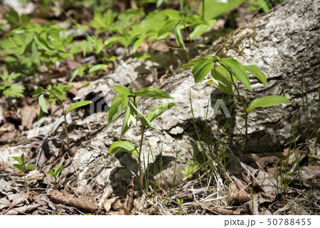 チゴユリ 50788455