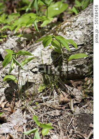 チゴユリ 50788456