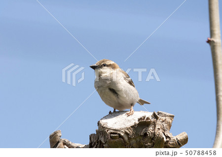 ニュウナイスズメ 50788458