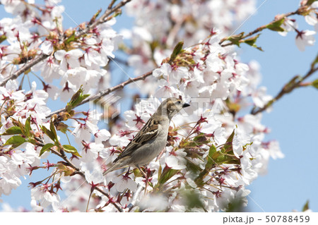 ニュウナイスズメ 50788459