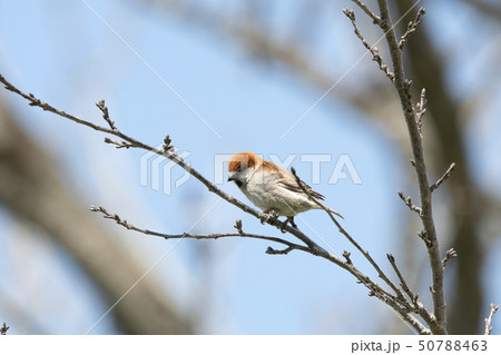 ニュウナイスズメ 50788463