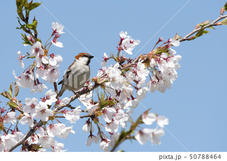 ニュウナイスズメ ニュウナイスズメ 50788464