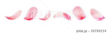 Set of pink peony petals 50789154