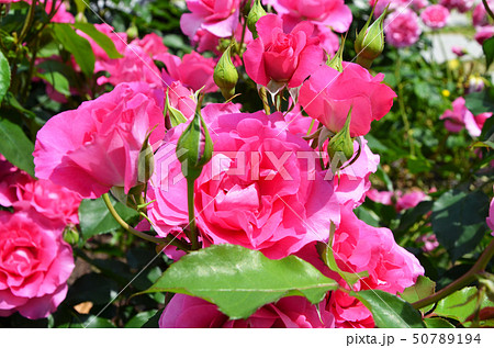 大阪　中之島バラ園の風景 50789194