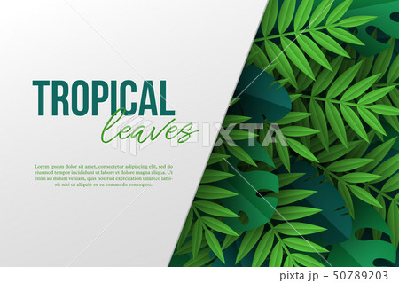 Banner with exotic jungle tropical palm leaves. 50789203