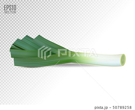 Fresh leek on a white background. Photo realistic vector, 3d 50789258