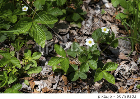 エゾヘビイチゴ 50789302