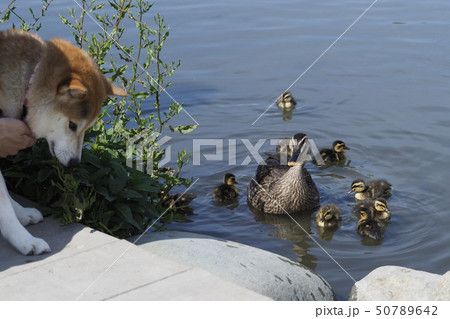 芝犬とカルガモ 芝犬とカルガモ 50789642