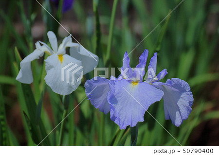 凛として優雅に咲く 50790400