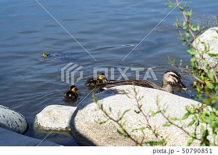 危険が迫る 危険が迫る 50790851