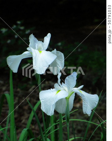 凛として優雅に咲く 50791033