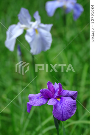 凛として優雅に咲く 50791034