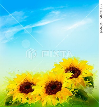 Nature background with sunflowers and blue sky. 50791127