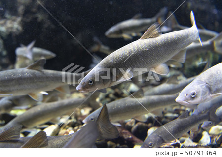 ウグイ ウグイ 50791364