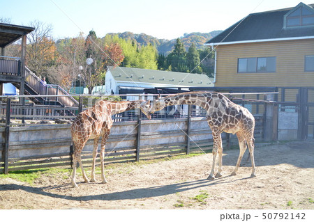 動物園のきりん2頭 50792142