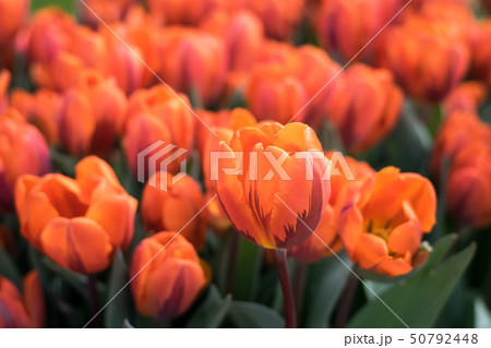 Red Dutch tulips in a flower bed Red Dutch tulips in a flower bed 50792448
