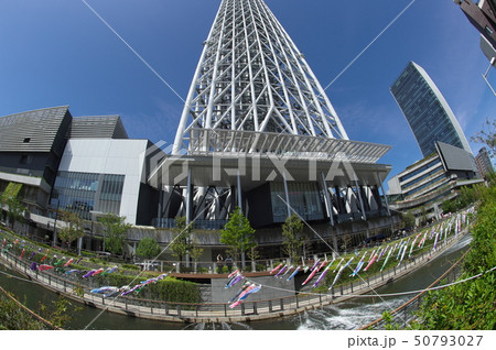 スカイツリーとこいのぼり スカイツリーとこいのぼり 50793027