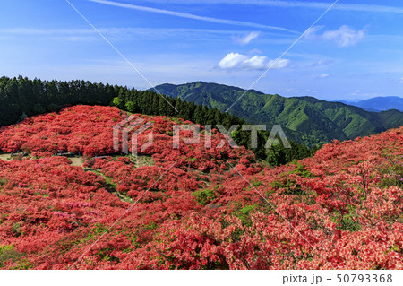 葛城山 つつじ 葛城山 つつじ 50793368