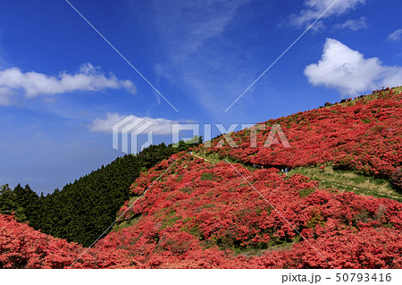 葛城山 つつじの写真素材