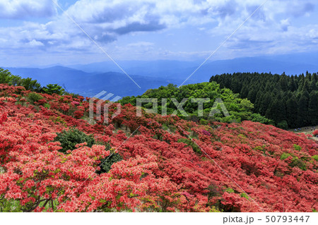 葛城山 つつじの写真素材