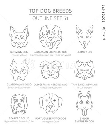 Top dog breeds. Hunting, shepherd and companion 50793472