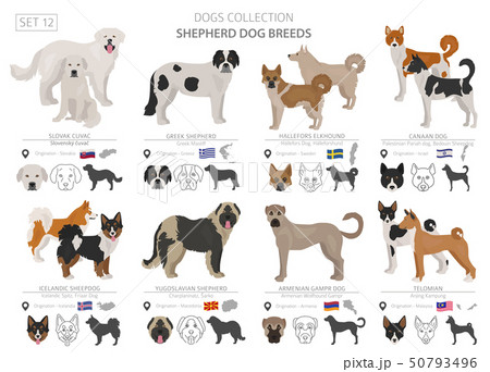 Shepherd and herding dogs collection isolated on Shepherd and herding dogs collection isolated on 50793496