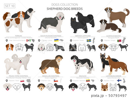 Shepherd and herding dogs collection isolated on Shepherd and herding dogs collection isolated on 50793497