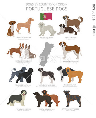 Dogs by country of origin. Portugal dog breeds. 50793808