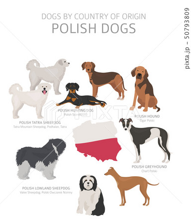 Dogs by country of origin. Polish dog breeds. 50793809