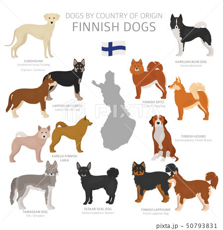 Dogs by country of origin. Finnish dog breeds. Dogs by country of origin. Finnish dog breeds. 50793831