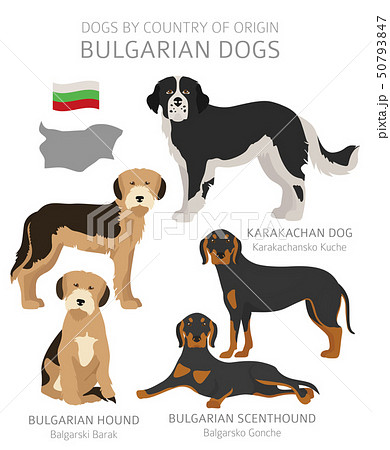 what is the origin of dog