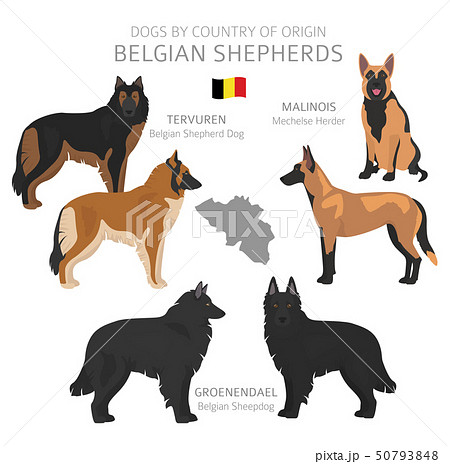 Dogs by country of origin. Belgian dog breeds. 50793848