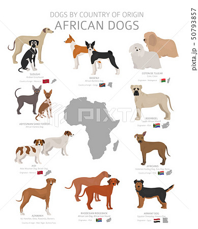 what is the origin of the african dog