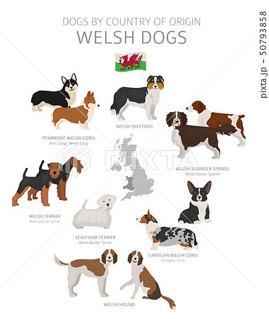 Dogs by country of origin. Welsh dog breeds. 50793858