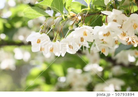 エゴノキの花 50793894