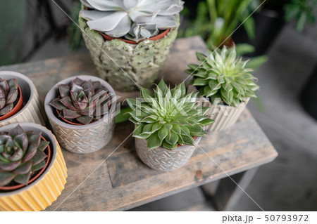 Collection of succulents in stylish ceramic pots on the wooden table. Minimalistic home interior 50793972