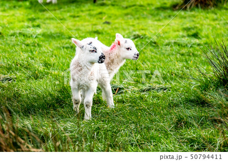 Cute little lambs grazing in a field in Ireland Cute little lambs grazing in a field in Ireland 50794411