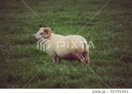 Sheep grazing in Iceland Sheep grazing in Iceland 50795401