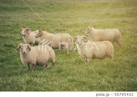 Sheep grazing in Iceland Sheep grazing in Iceland 50795432