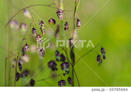 Ear sunny field Ear sunny field 50795684