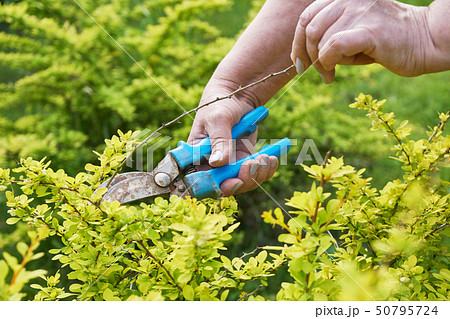 Female hands pruning branches of a berberis shrub with garden clippers 50795724
