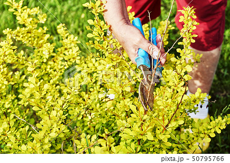 Female hands pruning branches of a berberis shrub with garden clippers 50795766