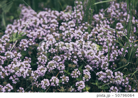 Thymus with flowers Thymus with flowers 50796064