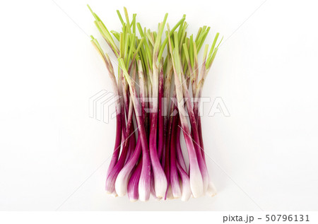 ラッキョウ（越のレッド） 50796131