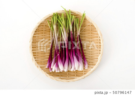 ラッキョウ（越のレッド） 50796147